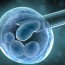 What Is A Stem Cell