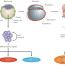 types of stem cells